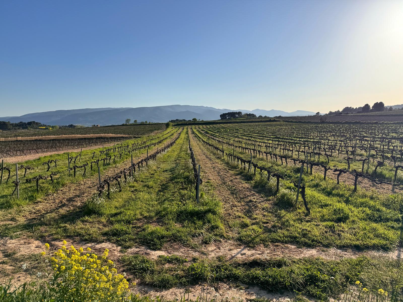 Vinya de la finca familiar a Pira amb coberta vegetal entre fileres i flors silvestres