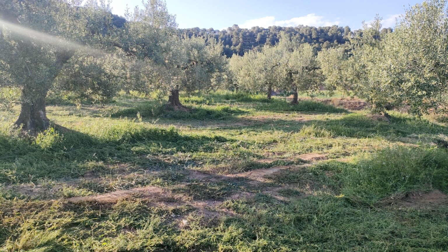 Oliveres de Cal Roc amb coberta vegetal segada a Pira, Conca de Barberà